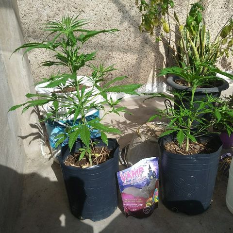 Pequeña growlog photo: Toco abono
Limpieza rápida del invernadero