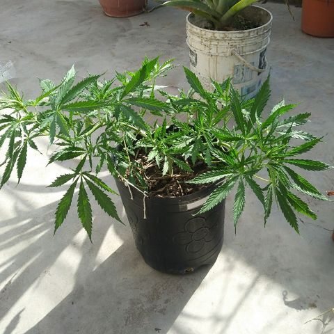 Deforme growlog photo: Macho declarado
Saque un par de bolitas
Todavia no se si sacsr polen
 