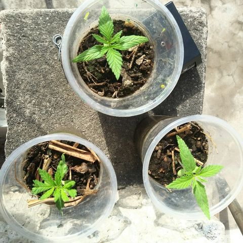 Sk8.marcuzzas #1 growlog photo: Buen crecimiento