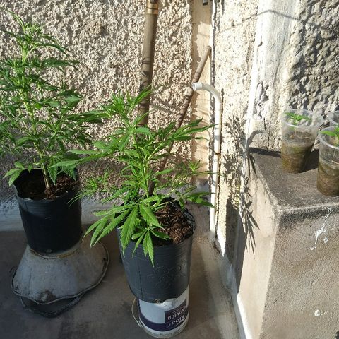 Sk8.marcuzzas #1 growlog photo: Dia de sol