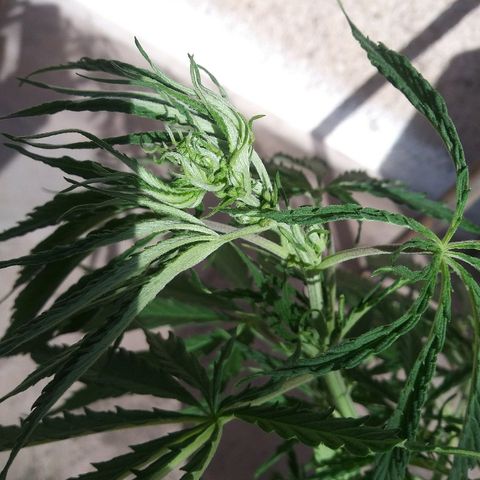 Deforme growlog photo: Se hizo esqueje. 2. Y se corto macho
 Por las dudas sea el unico ejemplar a usar polem