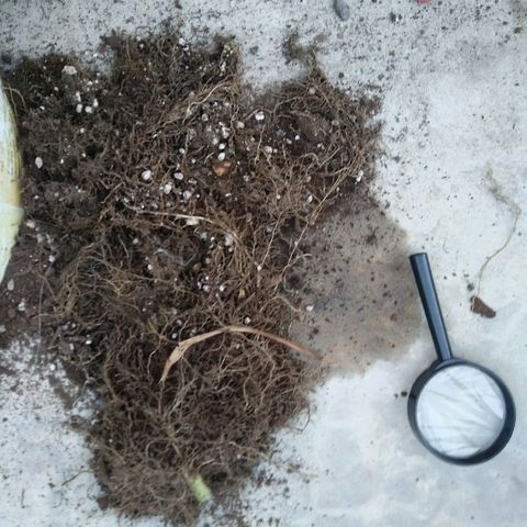 Deforme growlog photo: Se hizo esqueje. 2. Y se corto macho
 Por las dudas sea el unico ejemplar a usar polem