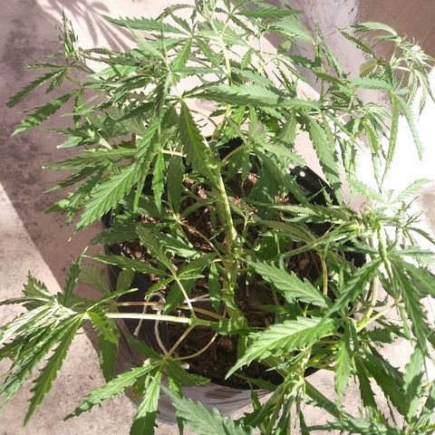 Deforme growlog photo: Se hizo esqueje. 2. Y se corto macho
 Por las dudas sea el unico ejemplar a usar polem