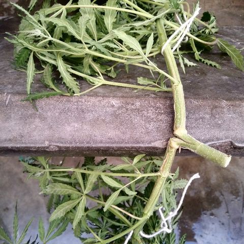 Deforme growlog photo: Se hizo esqueje. 2. Y se corto macho
 Por las dudas sea el unico ejemplar a usar polem