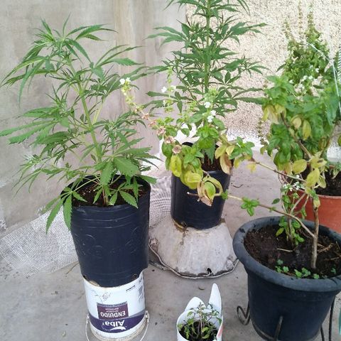 Pequeña growlog photo: Pequeña sigue son sexar.
Se nota mejora en la vigorosidad