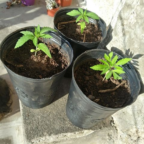 Sk8.marcuzzas #1 growlog photo: Trasplante a 1lt
Sigue con hs luz agregada