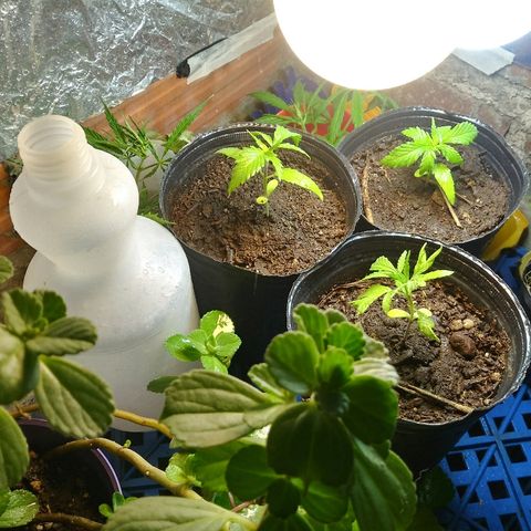 Sk8.marcuzzas #1 growlog timeline photo