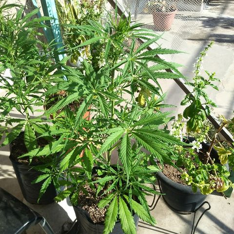 Pequeña growlog timeline photo
