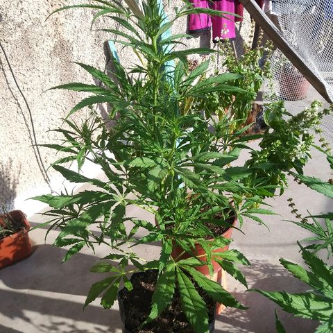 Sk8.marcuza growlog timeline photo
