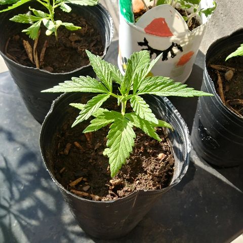Sk8.marcuzzas #1 growlog timeline photo