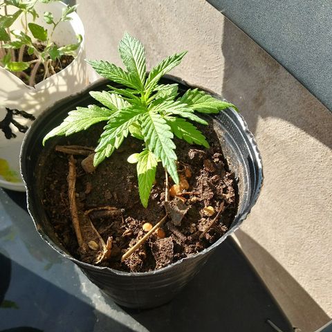 Sk8.marcuzzas #2 growlog timeline photo