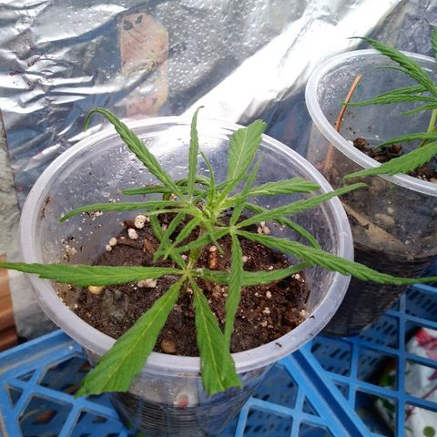 Esquejes.sk8.hembra #1 growlog timeline photo