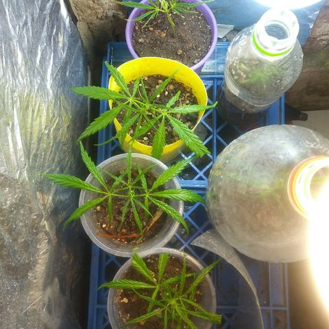 Esquejes.sk8.hembra #1 growlog photo: Todas bajo luz a 18 hs luz.
Se cambio a envase de coca a esqueje de sk8 #2