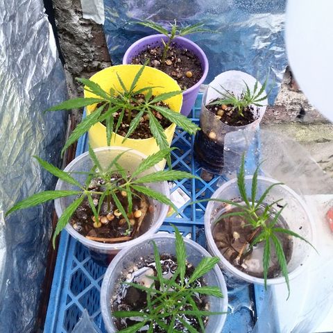 Esquejes.sk8.hembra #1 growlog photo: Riego cpn agua de lentejas