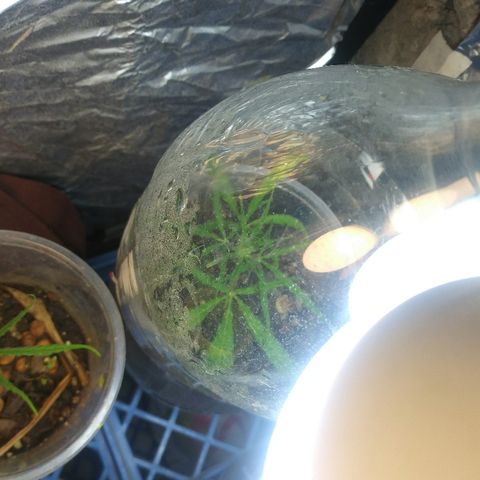 Esquejes.sk8.hembra #1 growlog timeline photo