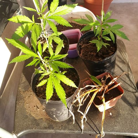 Sk8.marcuzzas #1 growlog timeline photo