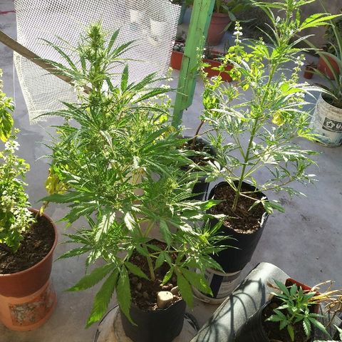 Pequeña growlog timeline photo