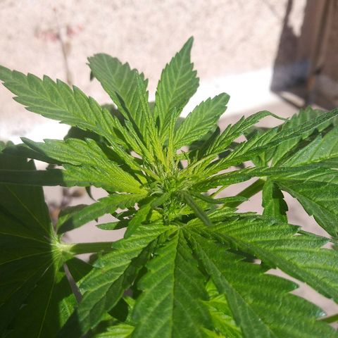Genética desconocida growlog timeline photo