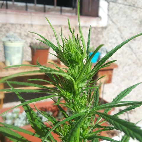 Pequeña growlog timeline photo