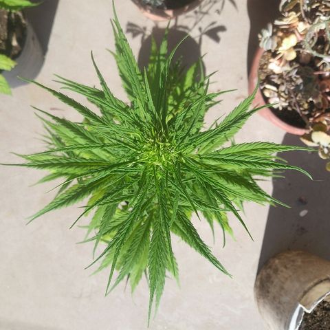 Pequeña growlog timeline photo