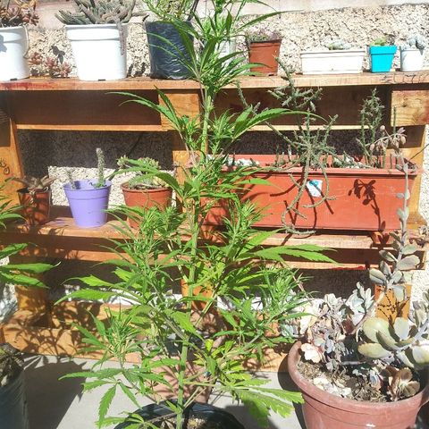 Pequeña growlog timeline photo