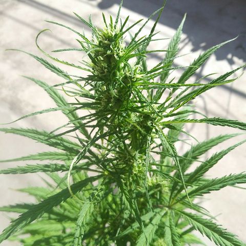 Sk8.marcuza growlog timeline photo