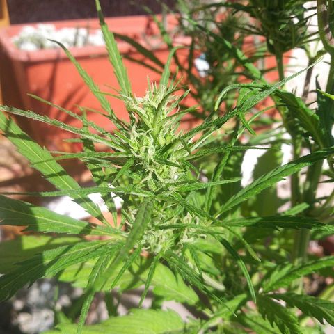 Sk8.marcuza growlog timeline photo