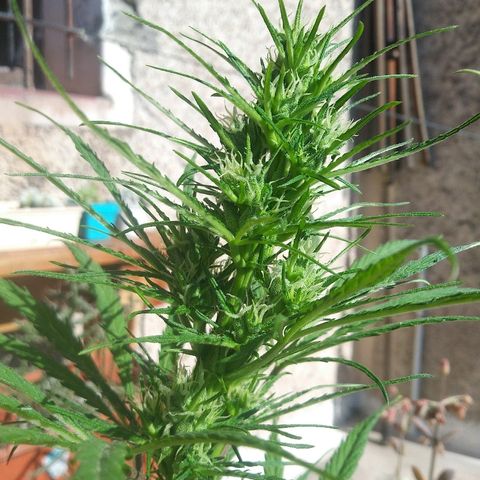 Sk8.marcuza growlog timeline photo