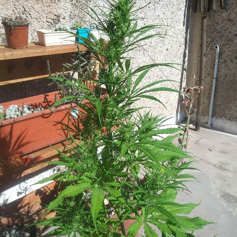 Sk8.marcuza growlog timeline photo