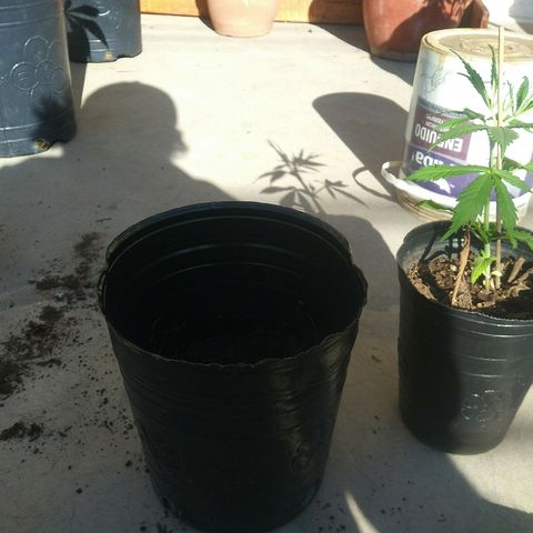 Sk8.marcuzzas #2 growlog timeline photo