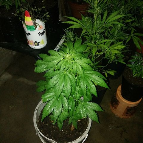 Genética desconocida growlog timeline photo