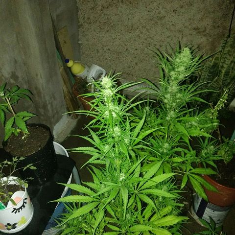 Pequeña growlog timeline photo