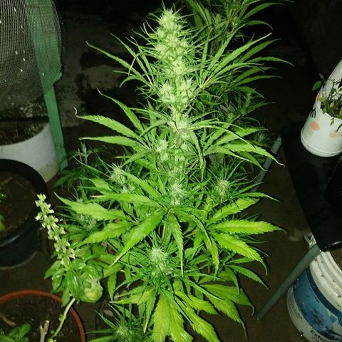 Sk8.marcuza growlog timeline photo