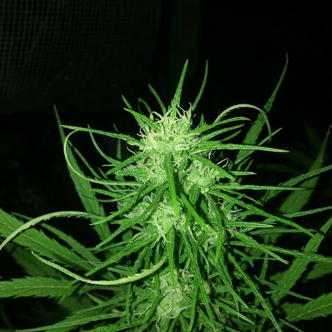 Sk8.marcuza growlog timeline photo