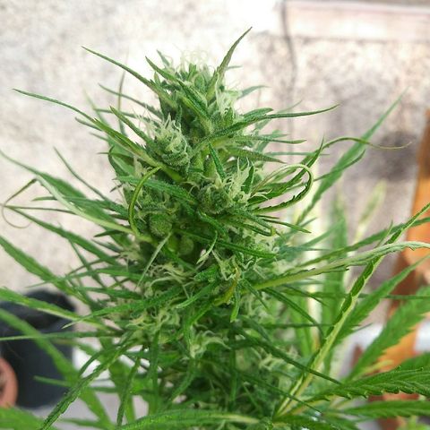 Sk8.marcuza growlog photo: Esta peciosura se polinizo. Esta haciendo semillas bastante formadas y no se de que planta macho!