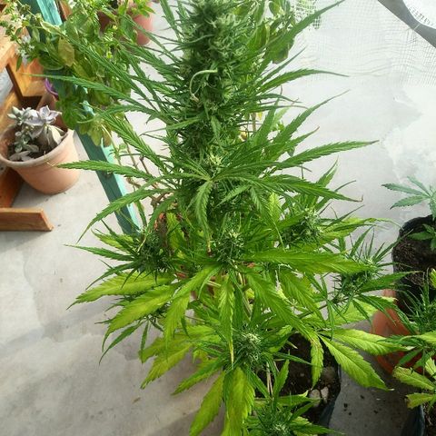Sk8.marcuza growlog timeline photo