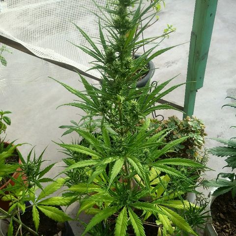 Pequeña growlog timeline photo