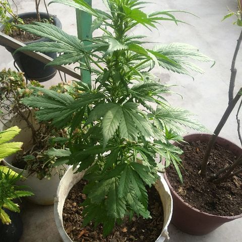 Genética desconocida growlog timeline photo