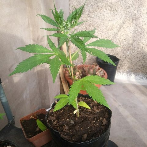 Sk8.marcuzzas #1 growlog timeline photo