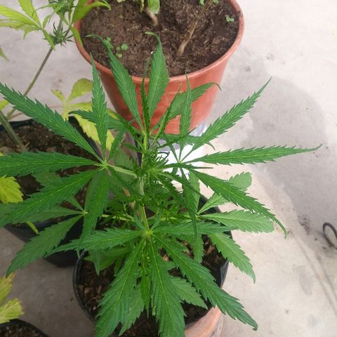 Sk8.marcuzzas #2 growlog timeline photo