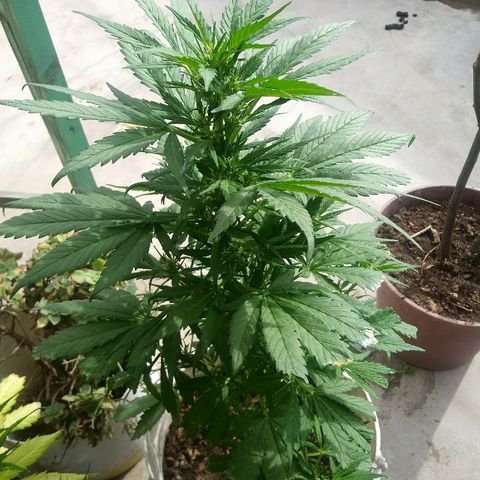 Genética desconocida growlog timeline photo