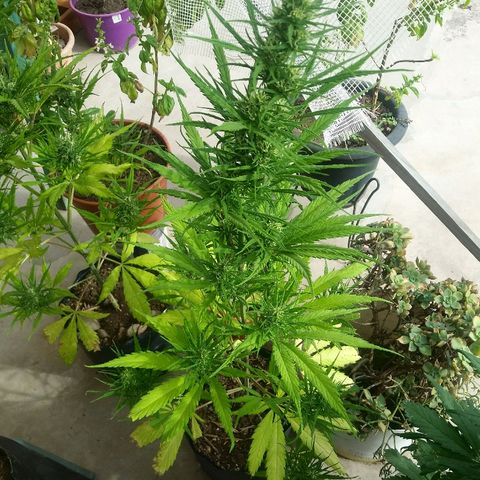 Pequeña growlog timeline photo