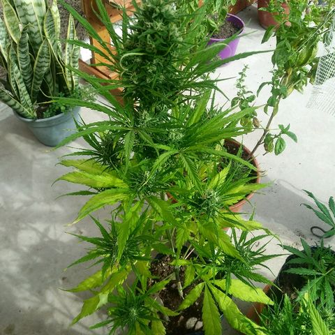 Sk8.marcuza growlog timeline photo