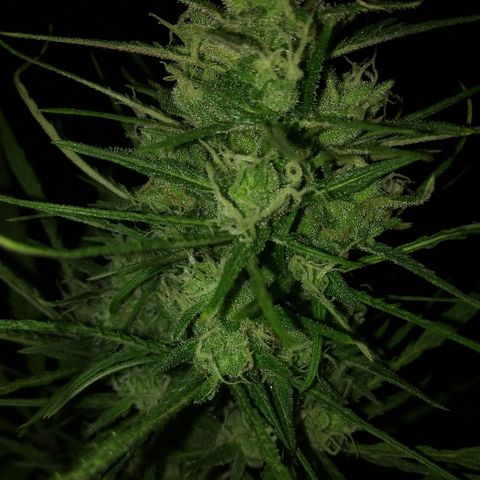 Sk8.marcuza growlog timeline photo