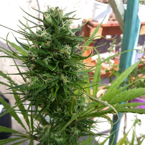 Sk8.marcuza growlog timeline photo