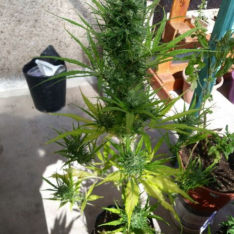 Sk8.marcuza growlog photo: Falta poco para el corte.
Voy a llegar a las 16 semanas y empiezo la cuenta regresiva