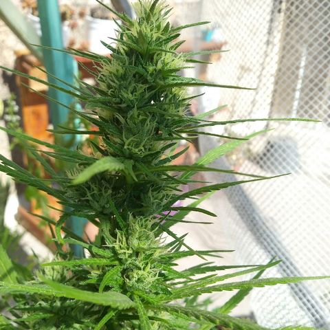Pequeña growlog timeline photo