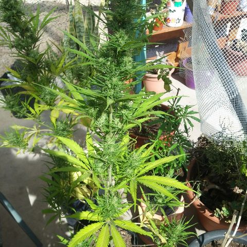 Pequeña growlog photo: Hermosa pequeña. Llena de brotes.
Parece ser una sk8.igual olor y estructura.
Al menos 2 semanas mas de floración.