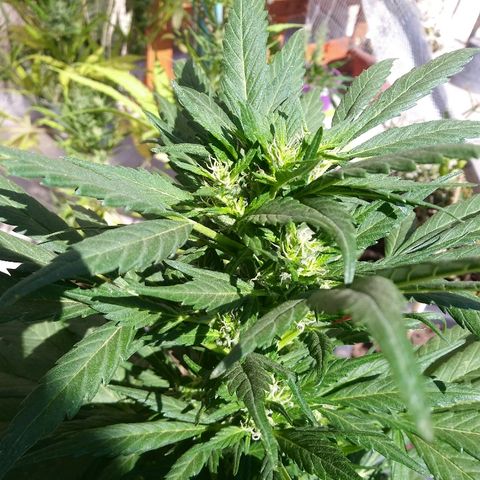 Genética desconocida growlog timeline photo