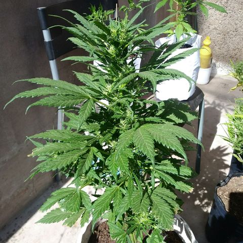 Genética desconocida growlog photo: Minimo 3 a 4 semanas de floración.
Espero que de semillas.
Y que sus esquejes prendan
